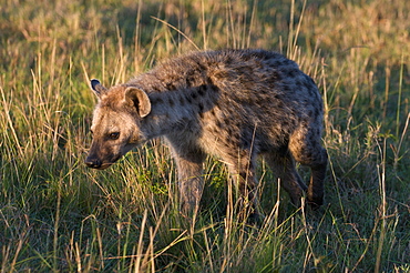 Spotted hyaena cub (Crocuta crocuta), Masai Mara National Reserve, Kenya, East Africa, Africa