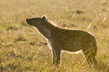 Spotted hyaena (Crocuta crocuta), Masai Mara National Reserve, Kenya, East Africa, Africa