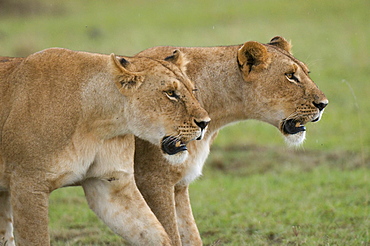 Lionesses (Panthera leo), Masai Mara National Reserve, Kenya, East Africa, Africa