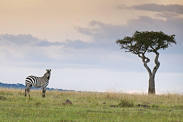 Common zebra (Equus quagga), Masai Mara National Reserve, Kenya, East Africa, Africa