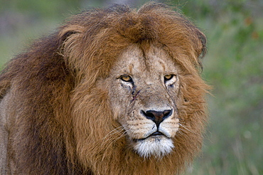 Lion (Panthera leo), Masai Mara National Reserve, Kenya, East Africa, Africa