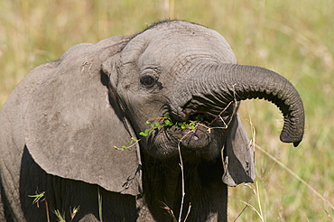 African elephant baby (Loxodonta africana), Masai Mara National Reserve, Kenya, East Africa, Africa