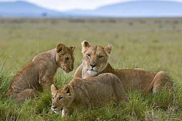 Lioness and cubs (Panthera leo), Masai Mara National Reserve, Kenya, East Africa, Africa