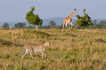 Cheetah (Acinonyx jubatus) and Masai giraffe (Giraffe camelopardalis), Masai Mara National Reserve, Kenya, East Africa, Africa