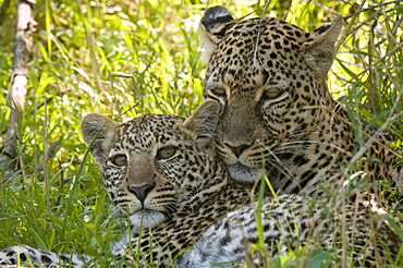 Leopards (Panthera pardus), Masai Mara National Reserve, Kenya, East Africa, Africa