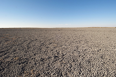 Deception Valley, Central Kalahari Game Reserve, Botswana, Africa