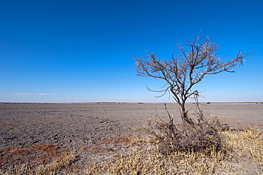 Deception Valley, Central Kalahari Game Reserve, Botswana, Africa