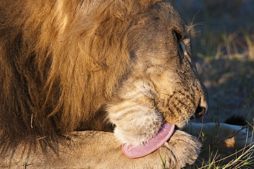 Lion (Panthera leo), Savute Channel, Linyanti, Botswana, Africa