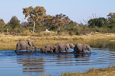 Elephant (Loxodonta africana), Savute Channel, Linyanti, Botswana, Africa