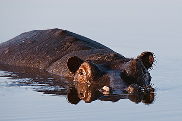 Hippopotamus (Hippopotamus amphibius), Savute Channel, Linyanti, Botswana, Africa