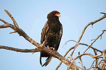 Bateleur Eagle (Terathopius ecaudatus), Savute Channel, Linyanti, Botswana, Africa