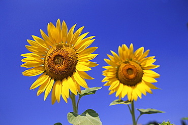 Sunflowers, Val d'Orcia, Siena province, Tuscany, Italy