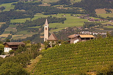 Vineyards, Tiso, Funes Valley (Villnoss), Dolomites, Trentino Alto Adige, South Tyrol, Italy, Europe