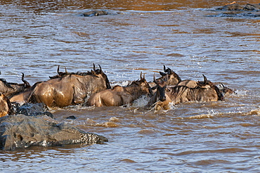 Wildebeest crossing Mara River during annual migration, Masai Mara, Kenya, East Africa, Africa