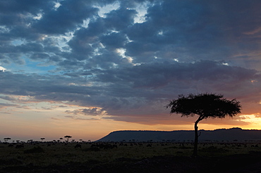 Masai Mara, Kenya, East Africa, Africa