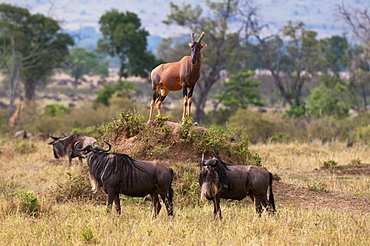 Topi (Damaliscus lunatus), Masai Mara, Kenya, East Africa, Africa