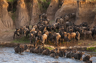 Wildebeest crossing Mara River during annual migration, Masai Mara, Kenya, East Africa, Africa