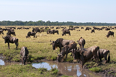 Wildebeest (Connochaetes taurinus), Masai Mara, Kenya, East Africa, Africa