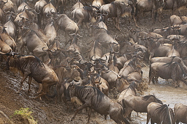 Wildebeest (Connochaetes taurinus), Masai Mara, Kenya, East Africa, Africa