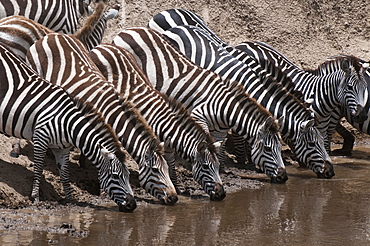 Zebra (Equus quagga), Masai Mara, Kenya, East Africa, Africa