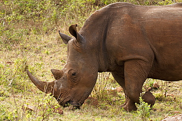 White rhinoceros (Cerototherium simium), Masai Mara, Kenya, East Africa, Africa