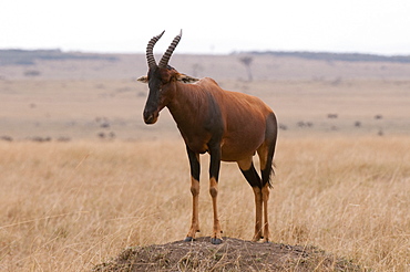 Topi (Damaliscus lunatus), Masai Mara, Kenya, East Africa, Africa