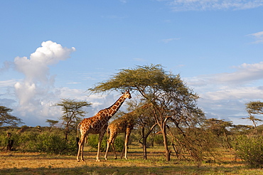 Reticulated Giraffe (Giraffa camelopardalis reticulata), Samburu National Park, Kenya, East Africa, Africa