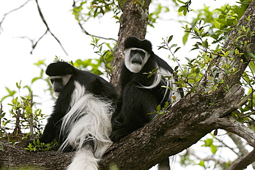 Black and white colobus monkey (Colobus guereza), Samburu National Park, Kenya, East Africa, Africa