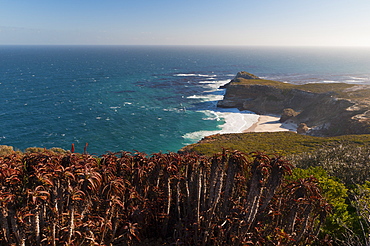 Cape of Good Hope, Cape of Good Hope Nature Reserve, Western Cape, South Africa, Africa