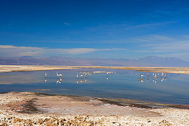 Chilean Flamingo (Phoenicopterus chilensis), Laguna Chaxa, Salar de Atacama, Atacama Desert, Chile, South America