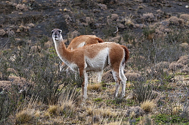 Guanacos, Torres del Paine National Park, Patagonia, Chile, South America