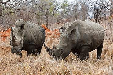 White Rhinoceros (Ceratotherium simum), Kapama Game Reserve, South Africa, Africa