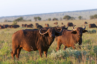 African Buffalo (Syncerus caffer), Lualenyi Game Reserve, Kenya, East Africa, Africa