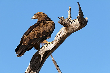 Tawny eagle (Aquila rapax), Lualenyi Game Reserve, Kenya, East Africa, Africa