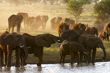 Elephants (Loxodonta africana), Lualenyi Game Reserve, Kenya, East Africa, Africa