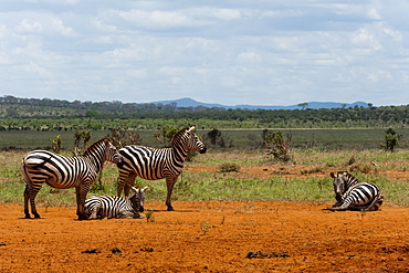 Grant's zebra (Equus burchellii boehmi), Tsavo East National Park, Kenya, East Africa, Africa