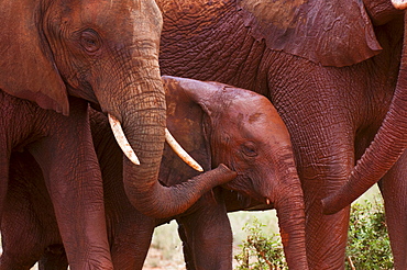 Elephant calf (Loxodonta africana), Tsavo East National Park, Kenya, East Africa, Africa