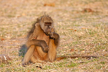 Chacma baboon, Chobe National Park, Botswana, Africa