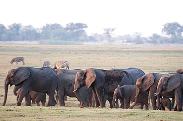 Elephants (Loxodonta africana), Chobe National Park, Botswana, Africa