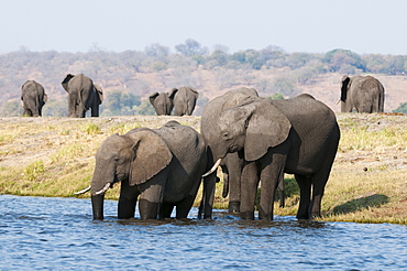 Elephants (Loxodonta africana), Chobe National Park, Botswana, Africa