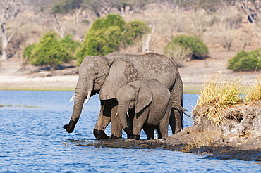 Elephants (Loxodonta africana), Chobe National Park, Botswana, Africa