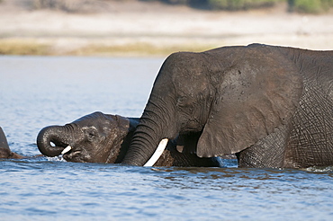 Elephants (Loxodonta africana), Chobe National Park, Botswana, Africa