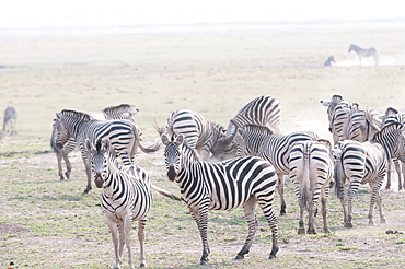 Common zebras (Equus quagga), Chobe National Park, Botswana, Africa