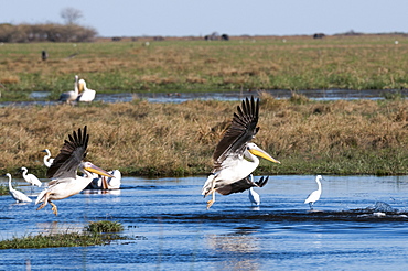 Great white pelican (Pelecanus onocrotalus), Savuti, Chobe National Park, Botswana, Africa