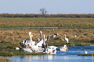 Great white pelican (Pelecanus onocrotalus), Savuti, Chobe National Park, Botswana, Africa