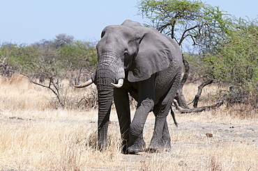 African elephant (Loxodonta africana), Savuti, Chobe National Park, Botswana, Africa