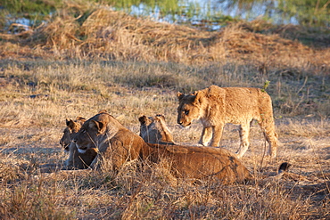 Lions (Panthera leo), Okavango delta, Botswana, Africa