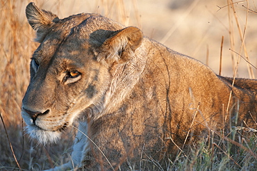 Lions (Panthera leo), Okavango delta, Botswana, Africa