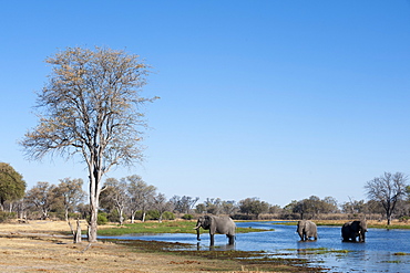 African elephant (Loxodonta africana), Okavango delta, Botswana, Africa