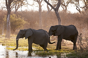 African elephants (Loxodonta africana), Okavango delta, Botswana, Africa